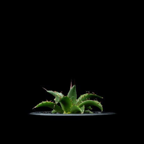 アガベ ホリダ / Agave horrida ssp. horrida #1