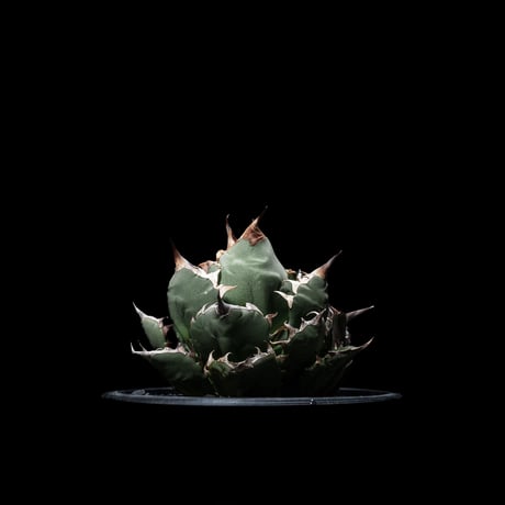 アガベ チタノタ 姫厳竜 子株付き / Agave titanota ‘Dwarf’ #14