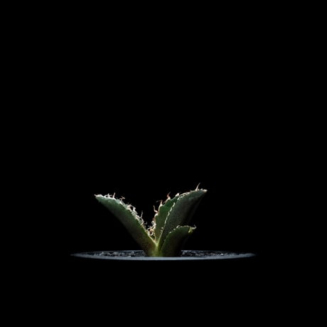 アガベ チタノタ 白鯨 / Agave titanota ‘White Whale’ #28