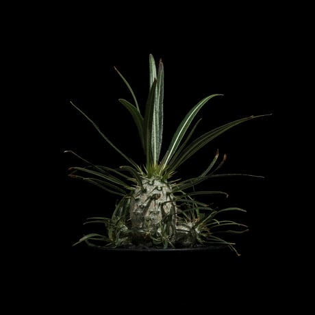 パキポディウム グラキリス / Pachypodium rosulatum var. gracilius #55