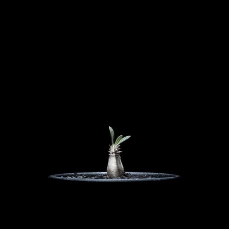 パキポディウム グラキリス / Pachypodium rosulatum var. gracilius #13