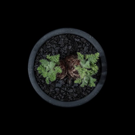 ペラルゴニウム アッペンディクラツム / Pelargonium appendiculatum #3