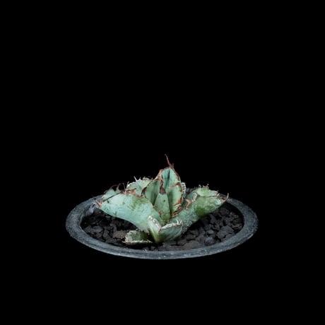 アガベ チタノタ ブラック&ブルー / Agave titanota ‘Black & Blue’ #19