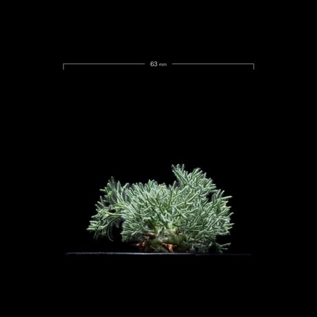 モンソニア ペニクリナム / Monsonia peniculina #4