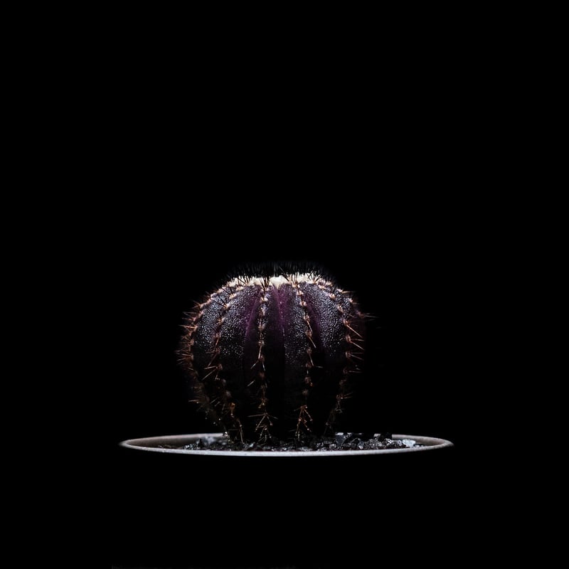 ユーベルマニア ペクチニフェラ / Uebelmannia pectinifera | Duc