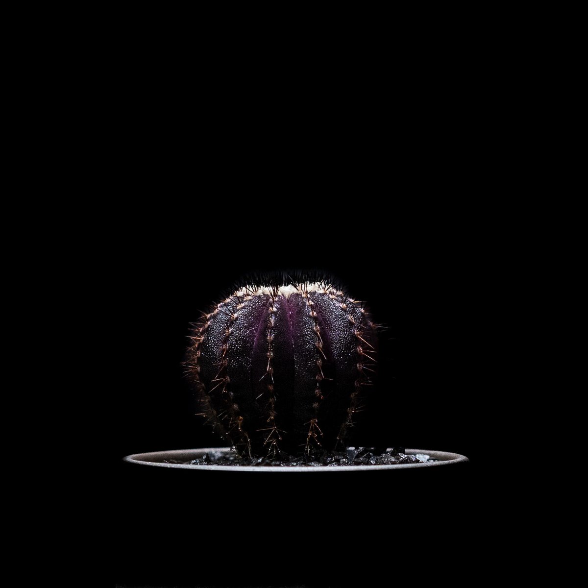 ユーベルマニア ペクチニフェラ / Uebelmannia pectinifera | Duc