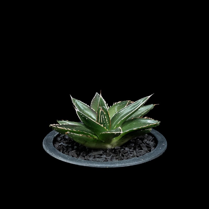 アガベ 姫笹の雪 4号鉢つき アガベ 笹の雪 / Agave victoriae アガベ 姫笹の雪 4号鉢つき アガベ 笹の雪 / Agave victoriae