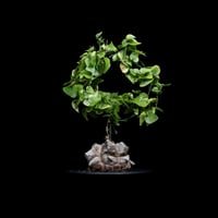 ディオスコレア 亀甲竜 / Dioscorea elephantipes #5