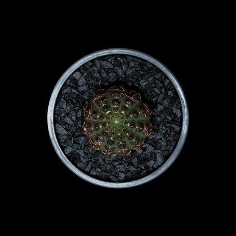 ギムノカリキウム 瑞昌玉 [黒刺タイプ] / Gymnocalycium stellatum var. kleinianum