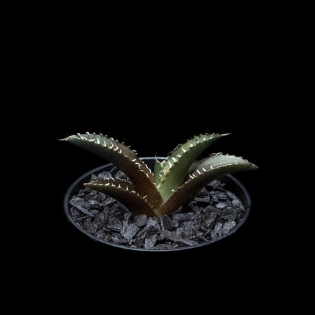 アガベ チタノタ レッド・キャットウィーズル / Agave titanota ‘Red Catweazle’ #4