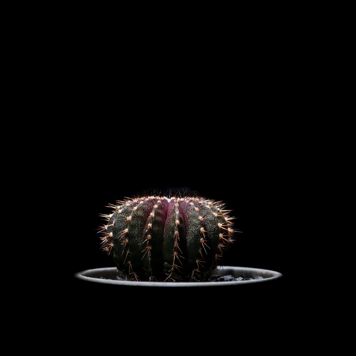 Uebelmannia pectinifera　ユーベルマニア　ペクチニフェラ ユーベルマニア・ペクチニフェラ（Uebelmannia pectinifera）の