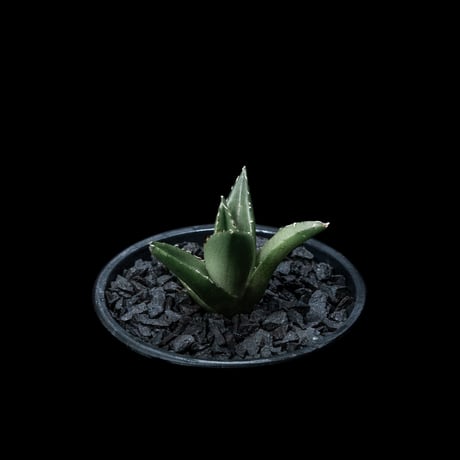 アガベ チタノタ ハデス / Agave titanota ‘Hades’ #5
