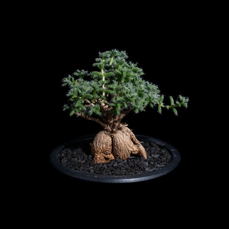 トリコディアデマ ブルボスム / Trichodiadema bulbosum #17