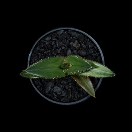 アガベ チタノタ 黒豹・ダイヤモンド / Agave titanota ‘Black Panther’ #4