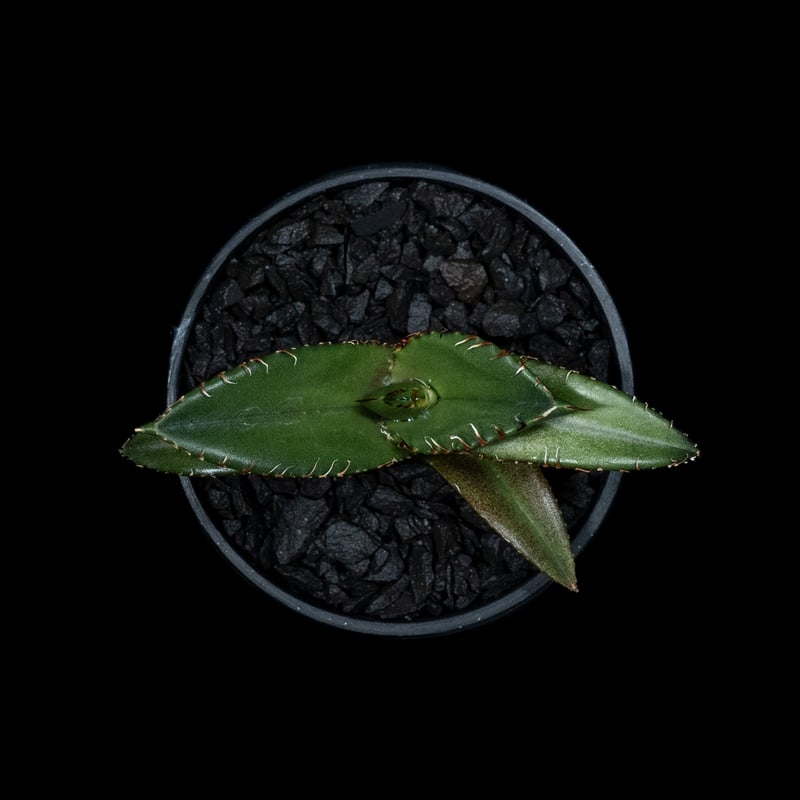 アガベ チタノタ 黒豹・ダイヤモンド / Agave titanota 'Black アガベ チタノタ 黒豹・ダイヤモンド / Agave titanota 'Black