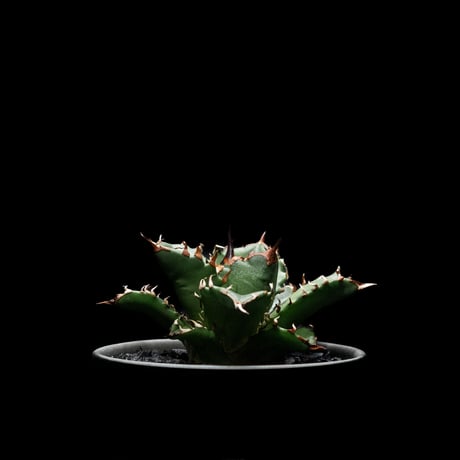 アガベ チタノタ 姫厳竜 / Agave titanota ‘Dwarf’ #2