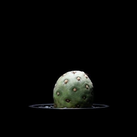 テフロカクタス ゲオメトリクス / Tephrocactus geometricus