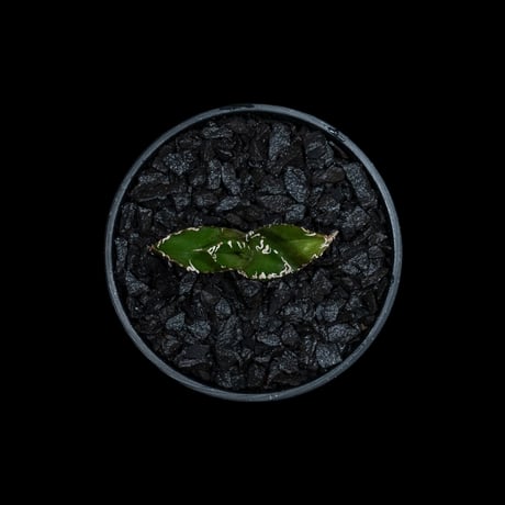 アガベ チタノタ 南アフリカダイヤモンド / Agave titanota ‘South Africa Diamond’ #1