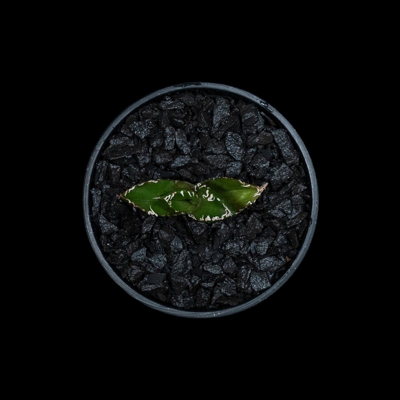 アガベ チタノタ 南アフリカダイヤモンド / Agave titanota アガベ チタノタ 南アフリカダイヤモンド / Agave titanota