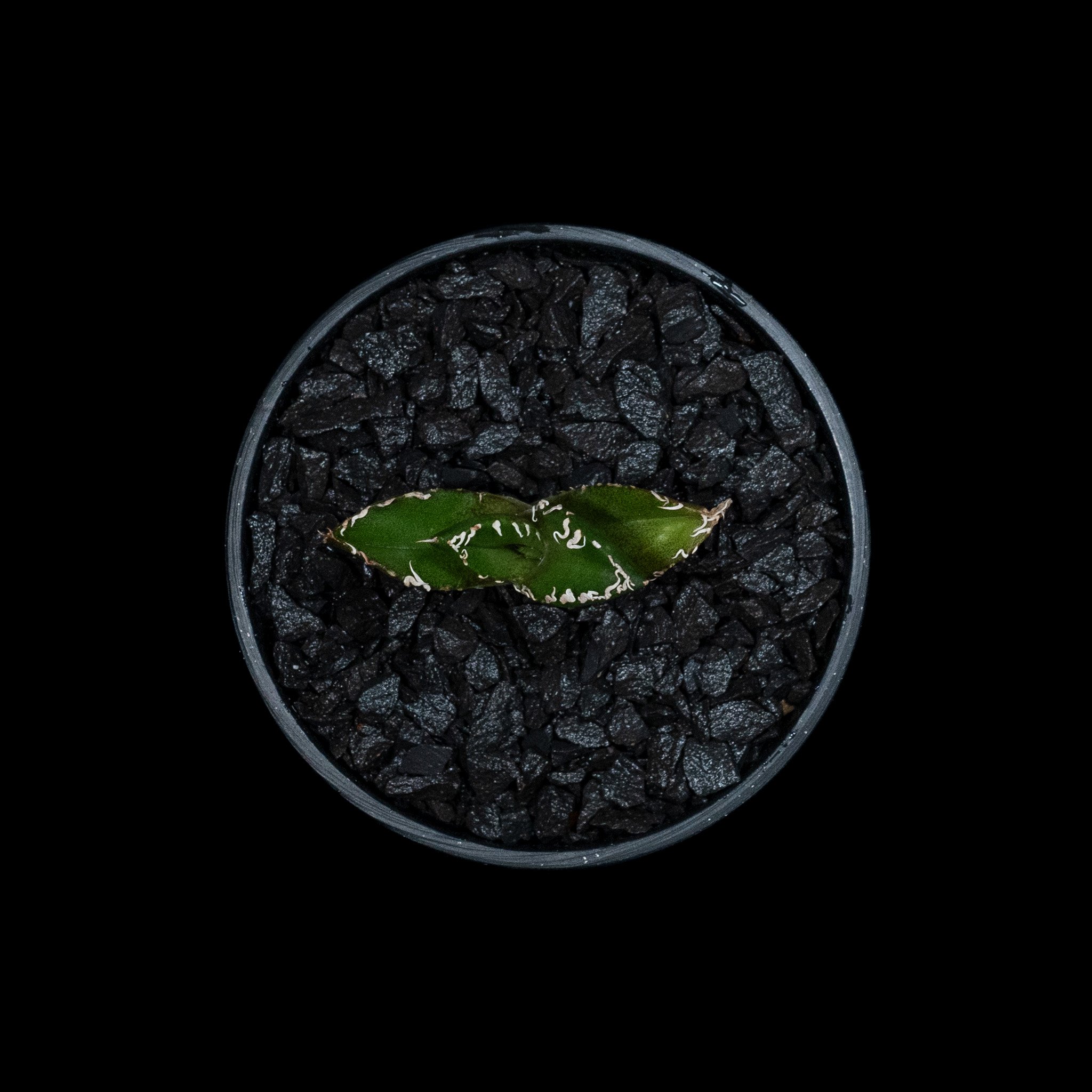 アガベ チタノタ 南アフリカダイヤモンド / Agave titanota 'South Af
