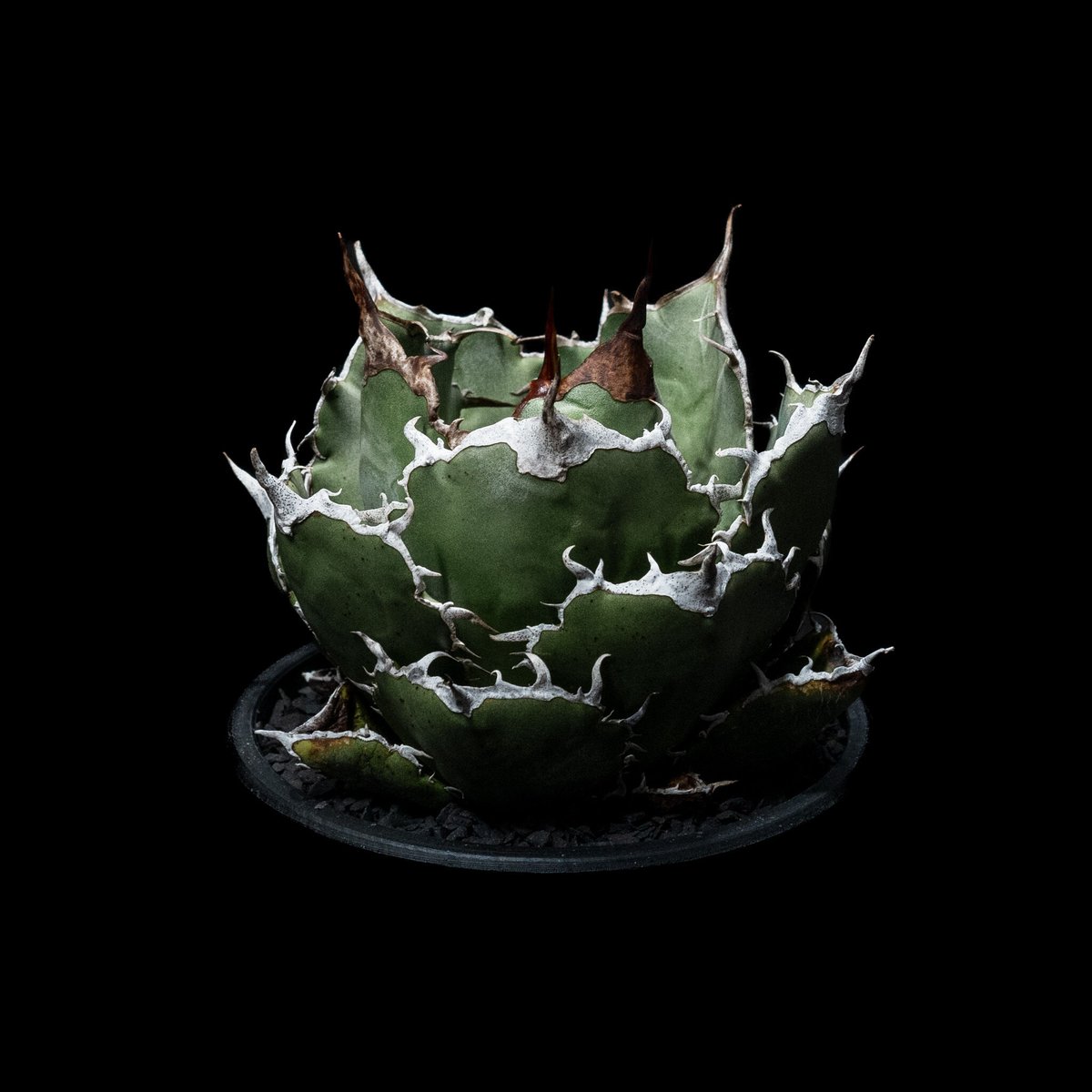 アガベ チタノタ 白鯨 / Agave titanota White Whale アガベ チタノタ 白鯨 Agave titanota White whale | mana's