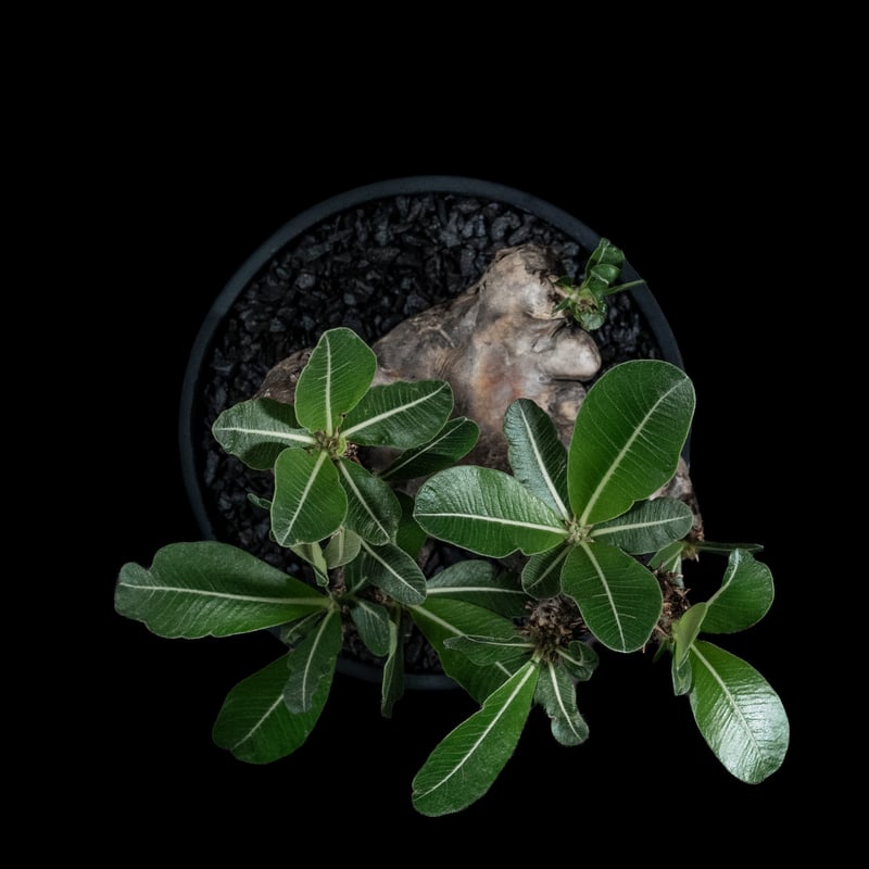 塊根植物　良形　エニグマティクム エニグマティクム 実生 A3326☆パキポディウム コーデックス