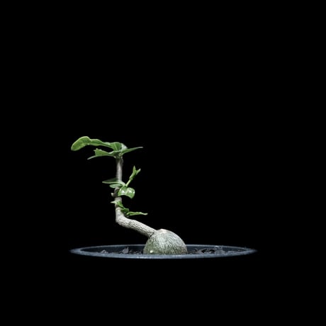 フォッケア エデュリス / Fockea edulis #3