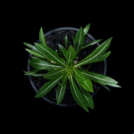 パキポディウム デンシカウレ / Pachypodium densicaule #3