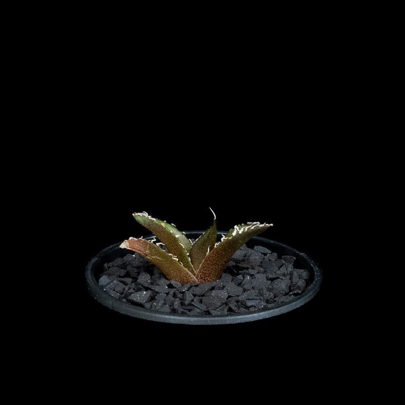 アガベ チタノタ 南アフリカダイヤモンド / Agave titanota