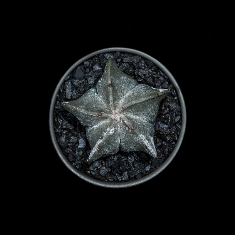 アストロフィツム 鸞鳳玉 / Astrophytum myriostigma | Ducks