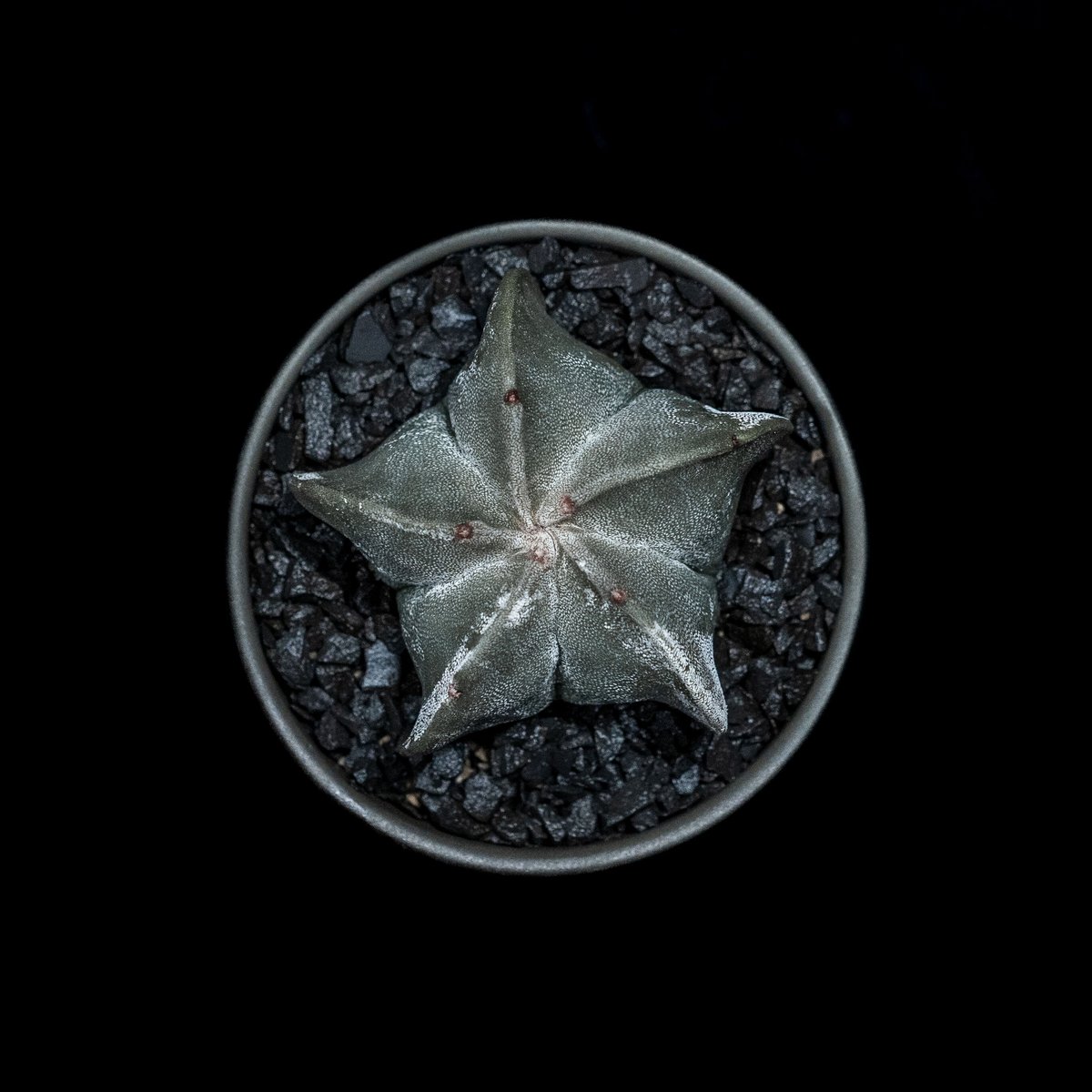 アストロフィツム 鸞鳳玉 / Astrophytum myriostigma | Ducks