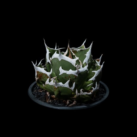 アガベ チタノタ 鬼爪 / Agave titanota ‘Ghost Claw’ #1