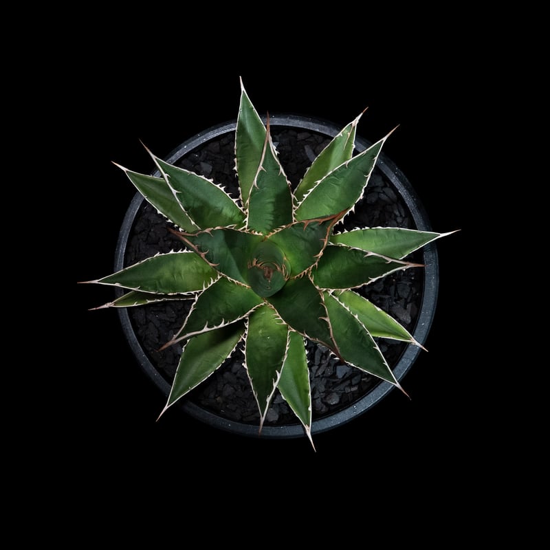 アガベ ホリダ Agave horrida ssp. horrida 黒い棘 アガベ ホリダ