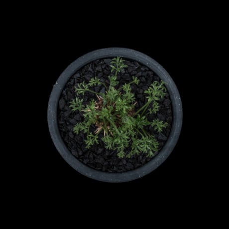ペラルゴニウム ヒストリクス / Pelargonium hystrix #1