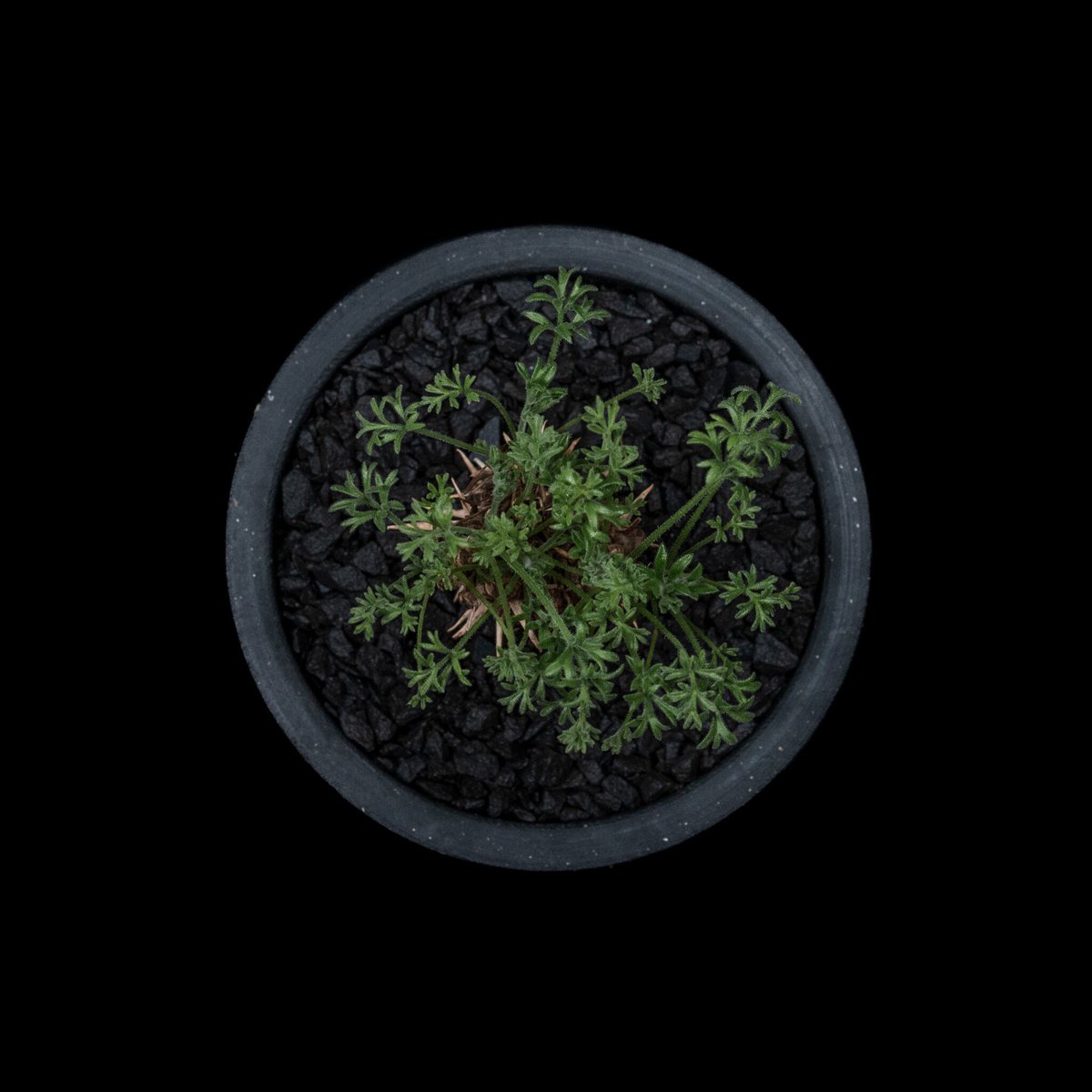 ペラルゴニウム ヒストリクス / Pelargonium hystrix #1 | Ducks