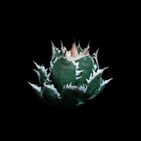 LOBINDON ビカクシカフィギュア | Ducks ( plants. )