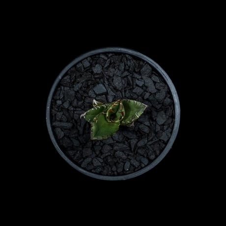 アガベ チタノタ 魚刺 / Agave titanota ‘Fish Spine’ #5