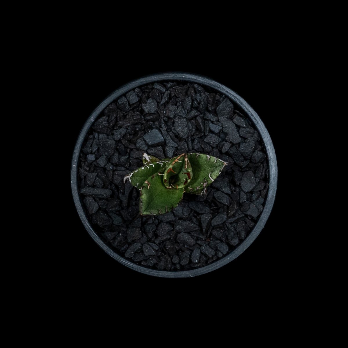 アガベ チタノタ 魚刺 / Agave titanota 'Fish Spine' #5 |