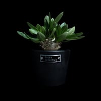 パキポディウム ブレビカウレ / Pachypodium brevicaule #11