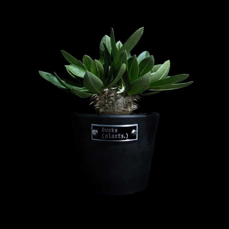 パキポディウム ブレビカウレ / Pachypodium brevicaule #11 | D