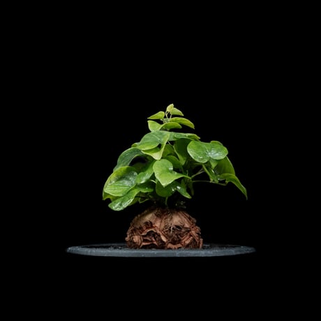 ディオスコレア 亀甲竜 / Dioscorea elephantipes #2