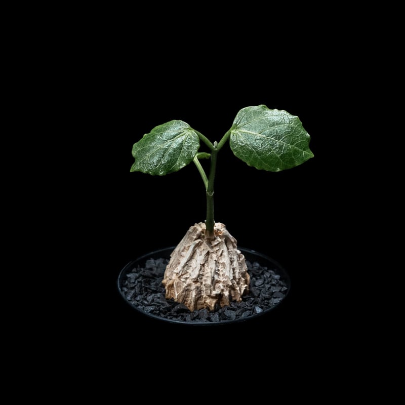 マテレア シクロフィラ / Matelea cyclophylla #4 | Ducks (