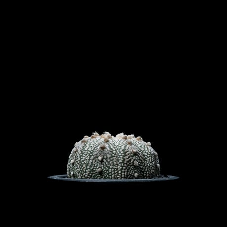 アストロフィツム アステリアス / Astrophytum asterias #3
