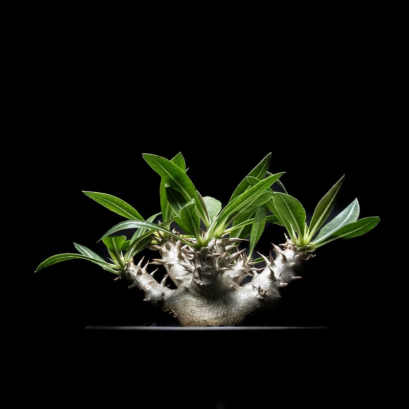 パキポディウム デンシカウレ / Pachypodium densicaule #4 | Du パキポディウム デンシカウレ / Pachypodium densicaule #4 | Du