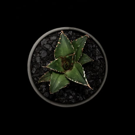 アガベ・チタノタ 夕映厳竜 / Agave titanota ‘Solar Eclipse’ #2