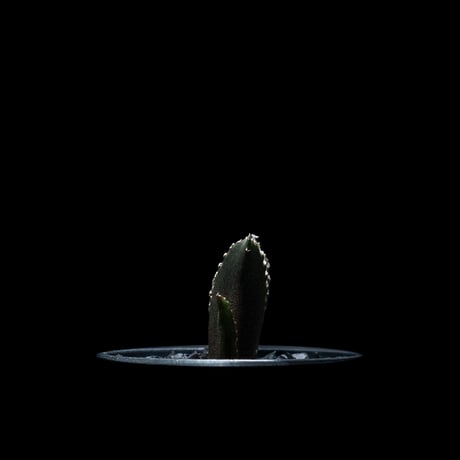 アガベ チタノタ 白鯨 / Agave titanota ‘White Whale’ #16