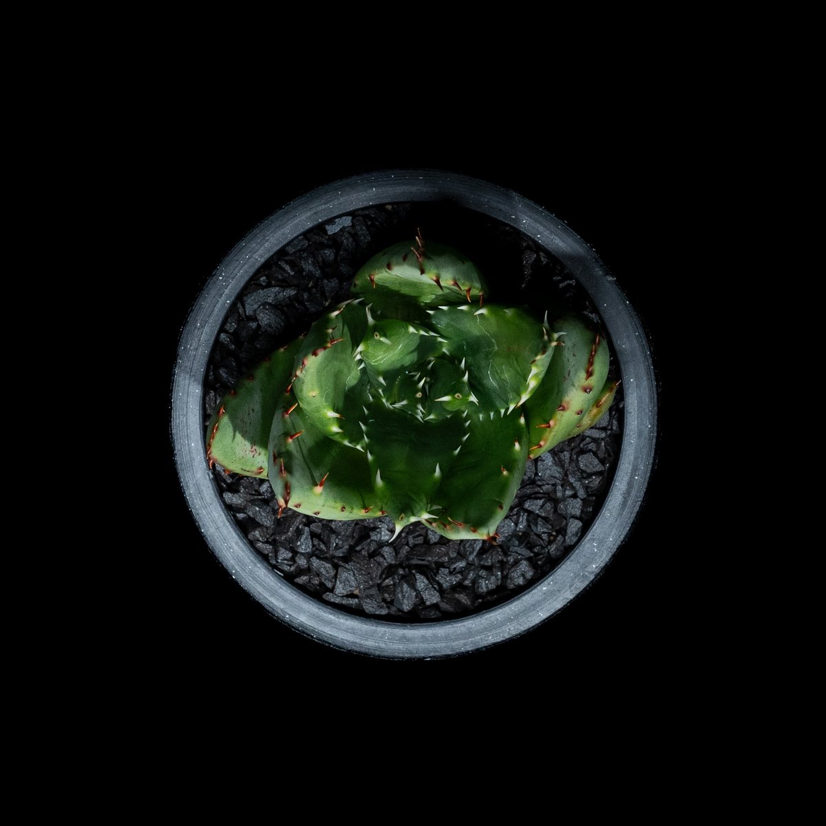 アロエ ペグレラエ / Aloe peglerae #4 | Ducks ( plants. )