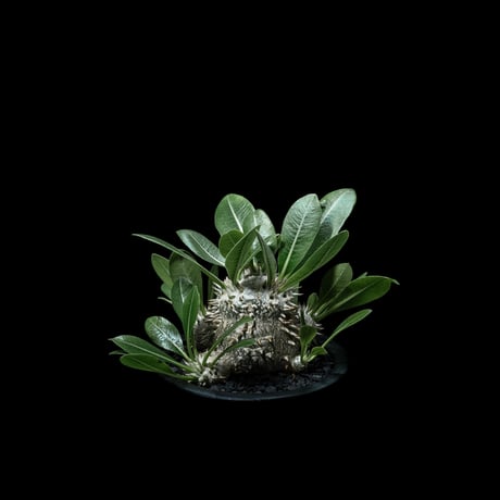 パキポディウム デンシカウレ / Pachypodium densicaule #12