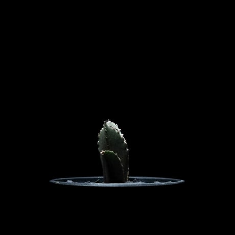 アガベ チタノタ 白鯨 / Agave titanota ‘White Whale’ #16