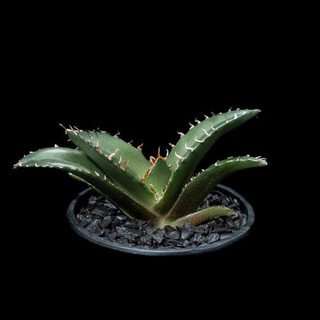 アガベ チタノタ 白鯨 / Agave titanota ‘White Whale’ #46